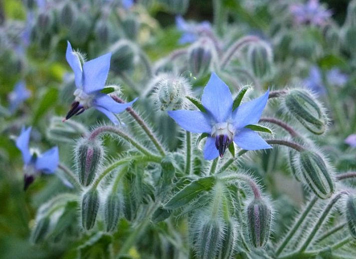 Bed And Breakfast B&B De Borage Texel, Oosterend, Texel, Waddeneilanden